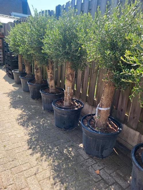 Supper dikke olijfbomen met mooie volle kroonen, Tuin en Terras, Planten | Bomen, Olijfboom, 100 tot 250 cm, Volle zon, Zomer