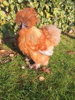 USA Zijdehoen haan, Mannelijk, Kip