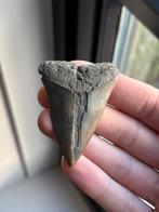 Isurus hastalis haaientand 6.3 centimeter, Ophalen of Verzenden, Fossiel