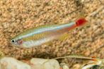 tanichthys albonubes €2,00, Vis, Zoetwatervis