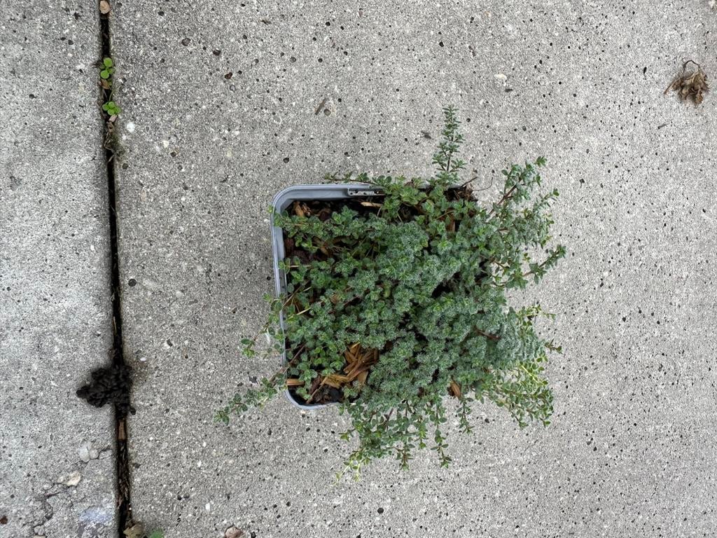 Thymus Pseudolanuginosus - wollige tijm, Ophalen