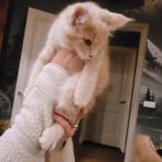 100% main coon vrouwtje! Nog 1 over!mag naar nieuw huisje, Meerdere dieren