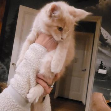 100% main coon vrouwtje! Nog 1 over!mag naar nieuw huisje beschikbaar voor biedingen