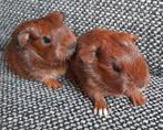 2 schattige,jonge cavia's,kunnen samen, reserveren,vervoer, Dieren en Toebehoren, Cavia, Mannelijk, Tam, Oktober