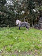 Blauwschimel hengstje, Dieren en Toebehoren, Hengst