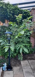 Walnotenboom, Tuin en Terras, Planten | Bomen, Ophalen