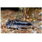 Corydoras Habrosus, Dieren en Toebehoren, Vis, Zoetwatervis, Schoolvis