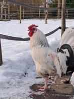 Foppe de Haan, Dieren en Toebehoren, Mannelijk, Kip