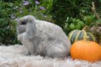 Blauw sallander minilop voedster te koop, Dieren en Toebehoren, Konijnen, Vrouwelijk, Dwerg, Hangoor, 0 tot 2 jaar