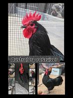 Australorp haan raszuiver, handtam, zwart,, Dieren en Toebehoren, Pluimvee, Mannelijk, Kip
