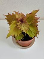 Coleus Siernetel Henna | groen rood 28cm, Huis en Inrichting, Kamerplanten, Ophalen of Verzenden