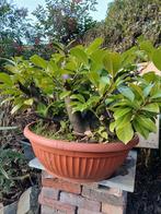 Pre bonsai lauries kers... voor weinig!!, Volle zon, Bloeit niet, Minder dan 100 cm, Overige soorten