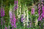 Vingerhoedskruid zaad of planten, Ophalen, Zomer, Overige soorten, Volle zon