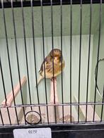 Mooie consort man, Mannelijk, Postuurkanarie