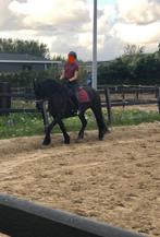 Betrouwbare verzorgster aangeboden, Dieren en Toebehoren, Ophalen