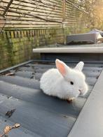 NHD hangoor dwerg konijn, Dieren en Toebehoren, Mannelijk, Dwerg, Hangoor