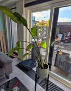 Strelitzia Nicolai - Paradijsvogelplant, Tuin en Terras, Ophalen, Overige soorten, Volle zon
