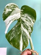 Topkwaliteit, gewortelde Monstera Albo Variegata stek, Ophalen, Overige soorten, Minder dan 100 cm