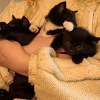 Kittens, Dieren en Toebehoren, September, Meerdere dieren