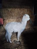 Mooie alpaca merrie van 2023