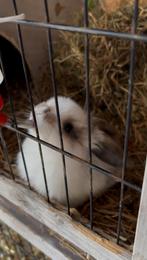 Konijntjes NHD, Dieren en Toebehoren, Konijnen, Meerdere dieren, Dwerg