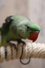 Jonge Alexander Parkiet | Handtam | Rustig