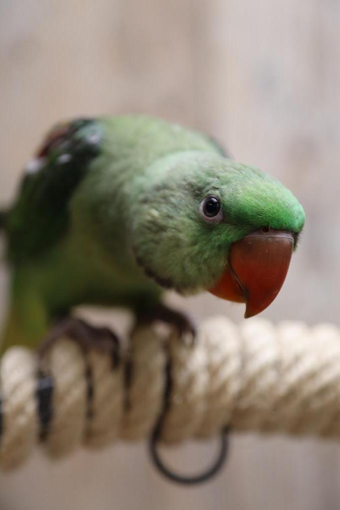 Jonge Alexander Parkiet | Handtam | Rustig, Dieren en Toebehoren, Vogels | Parkieten en Papegaaien, Parkiet, Meerdere dieren, Pratend