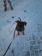 Bo van 09-09-2025, Dieren en Toebehoren, September, Vrouwelijk