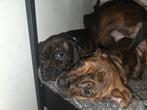 3 pups reuen Engelse stafford x jack russel, Dieren en Toebehoren, Overige rassen, CDV (hondenziekte), 8 tot 15 weken, Meerdere