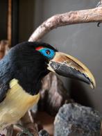 Recent opgezette arassari's. Het betreft hier een koppel, Ophalen of Verzenden, Nieuw, Vogel, Opgezet dier