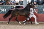 3 jarige nwr, Hengst, D pony (1.37m tot 1.48m), Dressuurpony, 3 tot 6 jaar