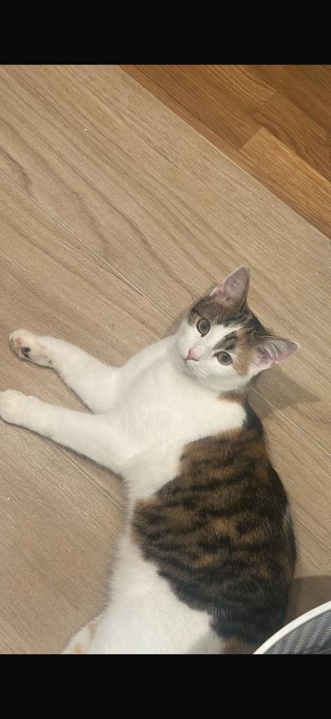 KAT TE KOOP!, Dieren en Toebehoren, Katten en Kittens | Raskatten | Korthaar, Meerdere dieren