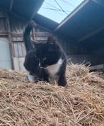 Lieve boerderij kittens te koop!, Dieren en Toebehoren, Katten en Kittens | Overige Katten, Meerdere dieren, Kortharig, 0 tot 2 jaar