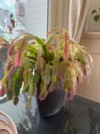 Kerstcactus in pot - Bloeiende kamerplant, Huis en Inrichting, Minder dan 100 cm, Bloeiende kamerplant, Halfschaduw, Ophalen of Verzenden