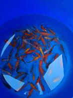 Leuke mix, Goudvis(sen)