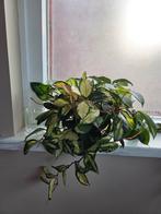 Hoya carnosa krimson princess

(Tricolour), Ophalen