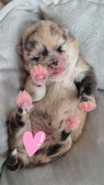 Prachtige Pomsky x Shiba pups, CDV (hondenziekte), 8 tot 15 weken, Poolhond, Meerdere