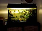 Aquarium, Dieren en Toebehoren, Ophalen, Gebruikt, Gevuld zoetwateraquarium