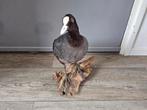 Een opgezette fazant en meerkoet, nu voor 80 euro ophalen, Dieren en Toebehoren, Meerdere dieren