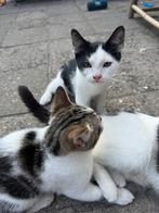 Kittens aangeboden, Dieren en Toebehoren, Katten en Kittens | Overige Katten, Meerdere dieren