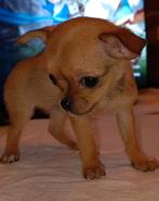 Puppy chihuahua's, Dieren en Toebehoren, Honden | Chihuahua's en Gezelschapshonden, Particulier, Meerdere, 8 tot 15 weken, Meerdere dieren