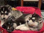 🐾 Pomsky pups🐶Geteste Ouders🐾Mag eind december verhuizen, Overige rassen, CDV (hondenziekte), 8 tot 15 weken, Meerdere