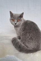 Brits korthaar poesje met stamboom, Poes, Gechipt