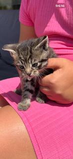 Goed tehuis gezocht, Dieren en Toebehoren, Katten en Kittens | Overige Katten, Poes