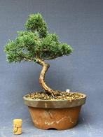 Bonsai Juniperus Chinensis, Tuin en Terras, Planten | Bomen, In pot, Bloeit niet, Halfschaduw, Minder dan 100 cm