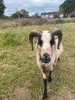 Bonte Kameroen ram, Dieren en Toebehoren, Schapen, Geiten en Varkens, Mannelijk, Schaap