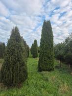 Coniferen van 2 tot 4 mtr beschikbaar!, Tuin en Terras, Bloeit niet, Overige soorten, 100 tot 250 cm, Ophalen