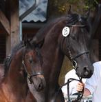 Fries hengst veulen, Dieren en Toebehoren, Paarden, Minder dan 160 cm, Niet van toepassing, 0 tot 2 jaar, Hengst