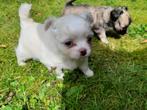 Chihuahua pup mini langhaar, Dieren en Toebehoren, Honden | Chihuahua's en Gezelschapshonden, CDV (hondenziekte), 8 tot 15 weken