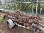 Druiven sier hout, Tuin en Terras, Aarde en Mest, Ophalen of Verzenden, Overige typen